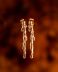 Twig Stud Earrings